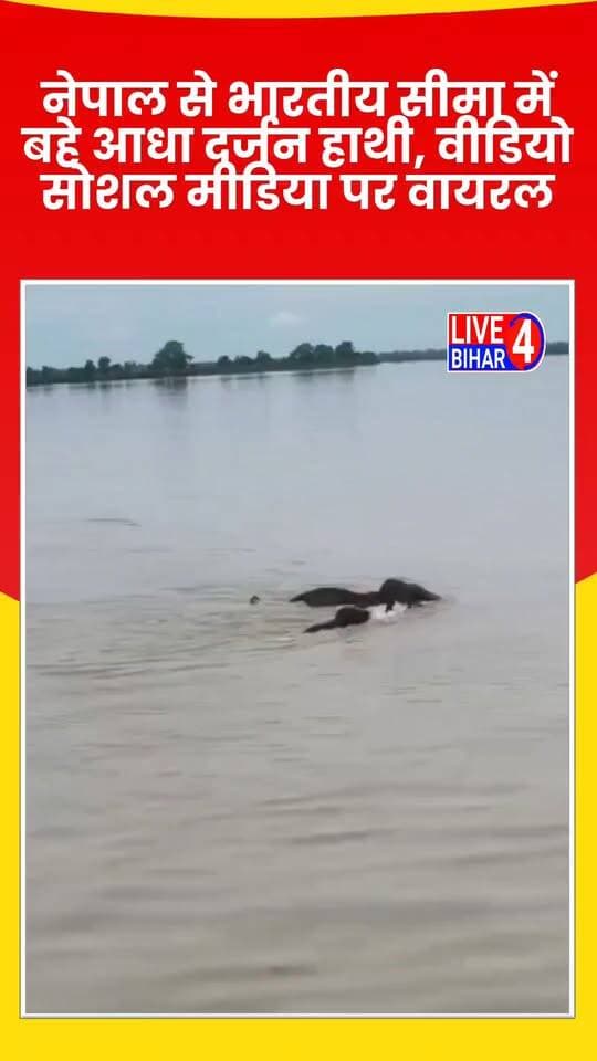 नेपाल से भारतीय सीमा में बहे आधा दर्जन हाथी, वीडियो सोशल मीडिया पर वायरल
#ElephantRescue #NepalFloods #WildlifeAlert #ElephantHerd #NepalIndiaBorder #ForestDepartment #WildlifeRescue #FloodUpdate #AnimalSafety