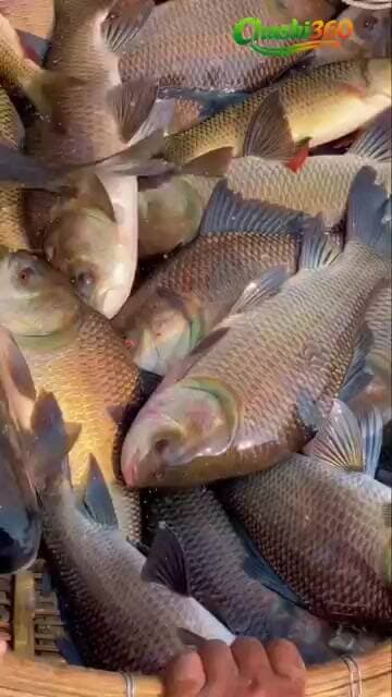 🔥🐟 ଏତେ ବଡ଼ ବଡ଼ ମାଛ! 😱 | Rohu Fish Farming | Fish Farming in Odisha | Fish Harvesting