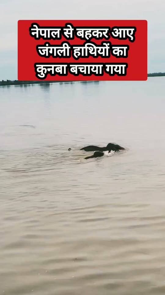 नेपाल से बहकर आए जंगली हाथियों का कुनबा बचाया गया 🐘❤️
कतर्नियाघाट वन्यजीव प्रभाग में हाथियों को मिला सुरक्षित आश्रय
नदी की तेज धारा से निकलकर सुरक्षित जंगल में पहुंचा पूरा कुनबा
प्रकृति की गोद में लौटी हाथियों की जिंदगी, वन विभाग की बड़ी कामयाबी 🌿