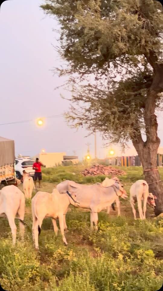 🔥 परबतसर पशु मेला भरने लगा है…
पशु पहुंचने लगे हैं… दुकानें सजने लगी हैं…
अब मेले की रौनक धीरे-धीरे अपने पूरे रंग में नजर आने लगी है!
📍 परबतसर | श्री वीर तेजाजी पशु मेला
#परबतसर #परबतसरपशुमेला #वीरतेजाजीपशुमेला #Parbatsar #TejajiMela Rajasthan