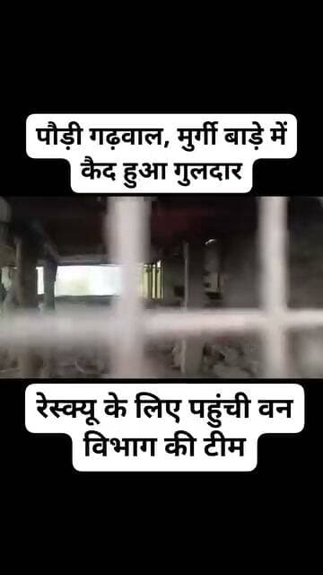 मुर्गी बाड़े में कैद हुआ गुलदार, रेस्क्यू के लिए पहुंची वन विभाग की टीम!!
पौड़ी के मासों क्षेत्र में गुरुवार को उस समय हड़कंप मच गया, जब एक गुलदार शिकार की तलाश में आबादी क्षेत्र के एक मुर्गी बाड़े में जा घुसा और वहीं कैद हो गया। गुलदार के बाड़े में फंसे होने की सूचना मिलते ही ग्रामीणों में दहशत फैल गई और बड़ी संख्या में लोग मौके पर जुट गए।
घटना की सूचना वन विभाग को दी गई। जानकारी मिलते ही वन विभाग की टीम मौके पर पहुंची और गुलदार को सुरक्षित रेस्क्यू करने की कार्रवाई शुरू की। वन विभाग की टीम ने लोगों को घटनास्थल से दूर रहने की अपील की, ताकि रेस्क्यू अभियान के दौरान किसी तरह की अप्रिय घटना न हो।
गुलदार के आबादी क्षेत्र में पहुंचने और मुर्गी बाड़े में कैद होने से क्षेत्र में काफी देर तक अफरा-तफरी का माहौल बना रहा। ग्रामीणों ने वन विभाग से गुलदार को सुरक्षित रेस्क्यू कर जंगल में छोड़ने तथा क्षेत्र में गश्त बढ़ाने की मांग की है।
वन विभाग की टीम गुलदार की गतिविधियों पर नजर रखते हुए उसे सुरक्षित बाहर निकालने के प्रयास में जुटी हुई है।