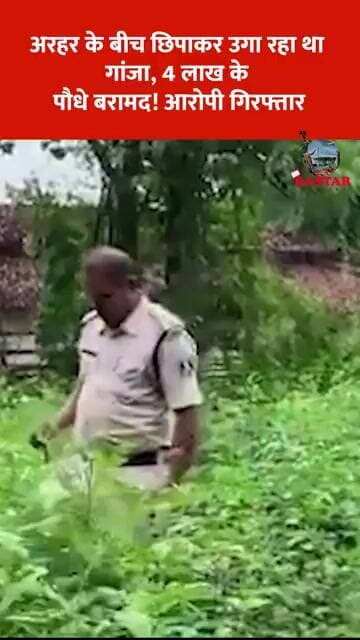 अरहर के बीच छिपाकर उगा रहा था गांजा, 4 लाख के पौधे बरामद! आरोपी गिरफ्तार