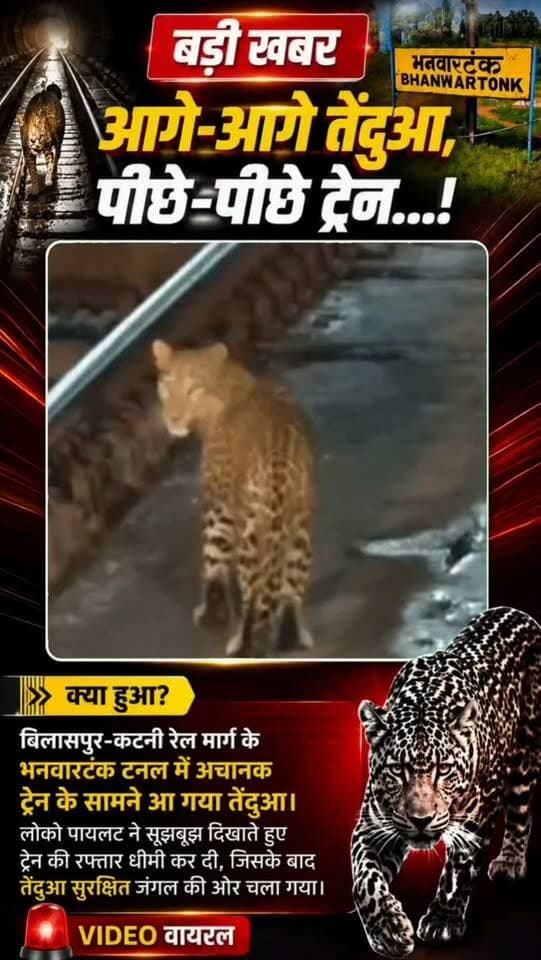 💥 आगे-आगे तेंदुआ, पीछे-पीछे ट्रेन…!
बिलासपुर-कटनी रेल मार्ग के भनवारटंक टनल में अचानक ट्रेन के सामने आ गया तेंदुआ। लोको पायलट ने सूझबूझ दिखाते हुए ट्रेन की रफ्तार धीमी कर दी, जिसके बाद तेंदुआ सुरक्षित जंगल की ओर चला गया।
देखिए ट्रेन और तेंदुए का यह रोमांचक VIDEO…
#Leopard #Train #ViralVideo #BilaspurKatniRailRoute #Wildlife IndianRailways BreakingNews NewsReel ViralReel ChhattisgarhNews MadhyaPradesh journalistdeepak UmariaAlert