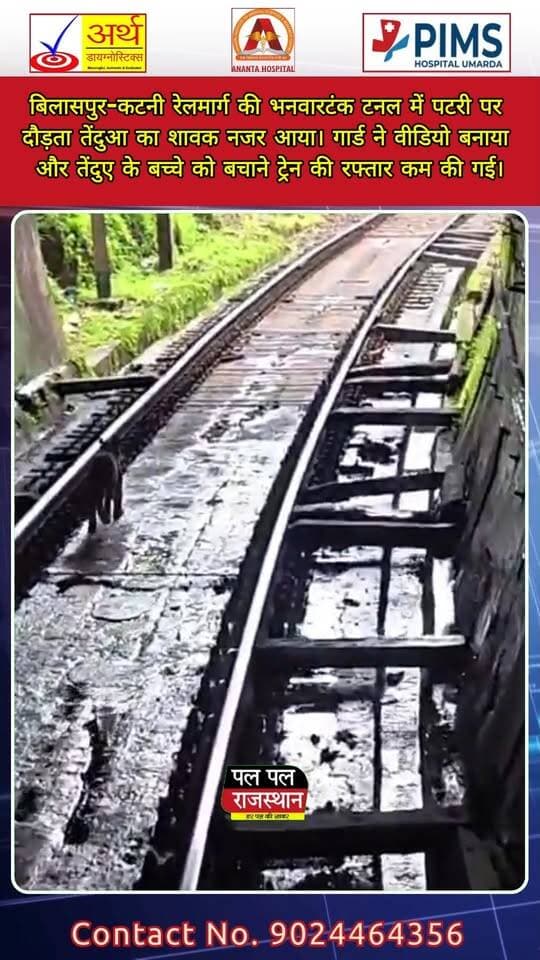 बिलासपुर-कटनी रेलमार्ग की भनवारटंक टनल में पटरी पर दौड़ता तेंदुआ का शावक नजर आया। गार्ड ने वीडियो बनाया और तेंदुए के बच्चे को बचाने ट्रेन की रफ्तार कम की गई।