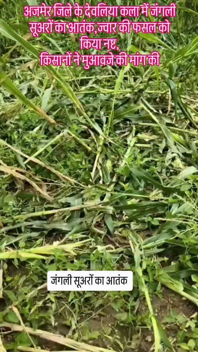 राजस्थान में अजमेर जिले के देवलिया कला में जंगली सूअरों का आतंक....|| #wildboar #villagelife #ajmer #devliyakalan #video