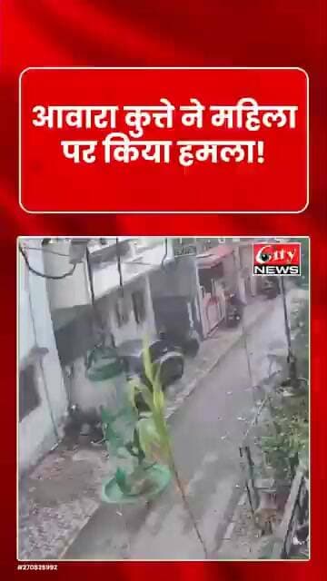 पिंपरी-चिंचवड़ में आवारा कुत्ते का आतंक! महिला पर हमला! #citynews_amravati