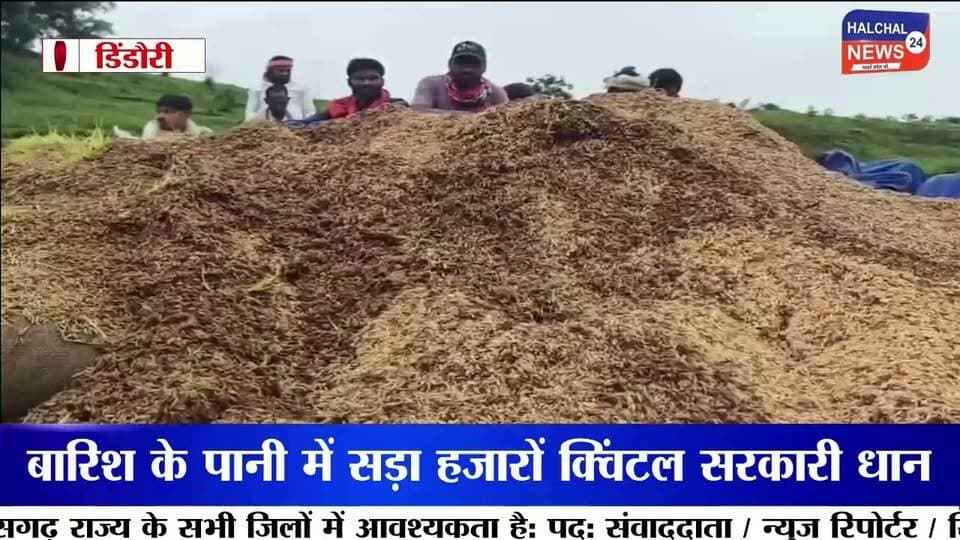 पानी में सड़ा हजारों क्विंटल सरकारी धान, खुले स्टेक में उगी फसल लाखों के नुकसान का दावा
डिंडौरी जिले के वेयर हाउस निगवानी में खुले में रखी सरकारी धान के बारिश में भीगकर खराब होने का मामला सामने आया है। यहां ओपन स्टेक में रखी कई बोरियां सड़ चुकी हैं, जबकि कुछ बोरियों में धान के अंकुर निकल आए हैं। बड़ी मात्रा में अनाज खराब होने से सरकारी संपत्ति को लाखों रुपये के नुकसान की आशंका जताई जा रही है।
जानकारी के मुताबिक वेयर हाउस में करीब 75 ओपन स्टेक बनाए गए हैं, जिनमें प्रत्येक स्टेक में लगभग 300 बोरी धान रखी गई है। मजदूरों के अनुसार करीब 15 हजार बोरियां खराब होने की बात सामने आई है। हालांकि नुकसान की वास्तविक मात्रा और आर्थिक क्षति का आधिकारिक आकलन अभी सामने आना बाकी है।
खराब और सही धान की हो रही छंटाई
बारिश के बाद अब मजदूर खराब और उपयोग योग्य धान को अलग-अलग करने में जुटे हैं। छंटाई के बाद जो धान उपयोग योग्य बच रही है, उसे मिलों तक भेजा जा रहा है। वहीं बड़ी संख्या में सड़ी और अंकुरित धान सरकारी अनाज के रखरखाव की व्यवस्था पर गंभीर सवाल खड़े कर रही है।
बारिश के मौसम में खुले में क्यों रखा गया अनाज?
सबसे बड़ा सवाल यह है कि बारिश के मौसम में इतनी बड़ी मात्रा में सरकारी धान को खुले स्टेक में रखने की नौबत क्यों आई? अनाज को बारिश और नमी से बचाने के पर्याप्त इंतजाम क्यों नहीं किए गए? और जब धान खराब होने लगी तो जिम्मेदार अधिकारियों ने समय रहते इसकी रोकथाम के लिए क्या कदम उठाए?
मामले में जिम्मेदारी तय करने और नुकसान का वास्तविक आकलन किए जाने की जरूरत है। यदि लापरवाही सामने आती है तो संबंधित जिम्मेदारों पर कार्रवाई की मांग भी उठ सकती है।
फिलहाल निगवानी वेयर हाउस में धान की छंटाई जारी है। अब निगाह प्रशासन की जांच और इस बात पर है कि सरकारी अनाज की बर्बादी के लिए जिम्मेदारी किसकी तय होती है।
#DindoriNews
#PaddyWastage
#MPNews
#GovernmentGrain
#Halchal24News Part 10