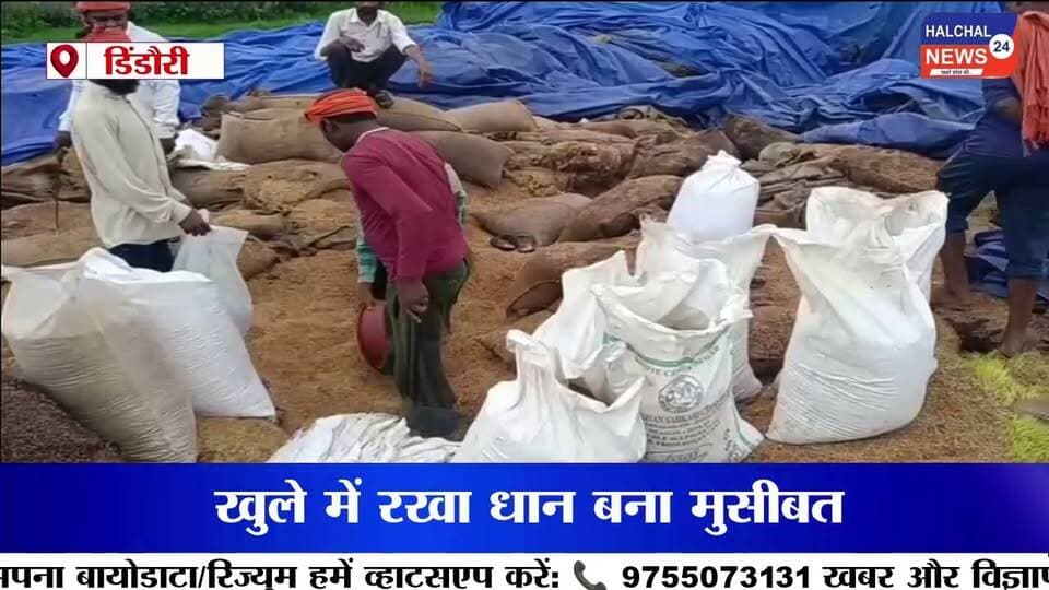 पानी में सड़ा हजारों क्विंटल सरकारी धान, खुले स्टेक में उगी फसल लाखों के नुकसान का दावा
डिंडौरी जिले के वेयर हाउस निगवानी में खुले में रखी सरकारी धान के बारिश में भीगकर खराब होने का मामला सामने आया है। यहां ओपन स्टेक में रखी कई बोरियां सड़ चुकी हैं, जबकि कुछ बोरियों में धान के अंकुर निकल आए हैं। बड़ी मात्रा में अनाज खराब होने से सरकारी संपत्ति को लाखों रुपये के नुकसान की आशंका जताई जा रही है।
जानकारी के मुताबिक वेयर हाउस में करीब 75 ओपन स्टेक बनाए गए हैं, जिनमें प्रत्येक स्टेक में लगभग 300 बोरी धान रखी गई है। मजदूरों के अनुसार करीब 15 हजार बोरियां खराब होने की बात सामने आई है। हालांकि नुकसान की वास्तविक मात्रा और आर्थिक क्षति का आधिकारिक आकलन अभी सामने आना बाकी है।
खराब और सही धान की हो रही छंटाई
बारिश के बाद अब मजदूर खराब और उपयोग योग्य धान को अलग-अलग करने में जुटे हैं। छंटाई के बाद जो धान उपयोग योग्य बच रही है, उसे मिलों तक भेजा जा रहा है। वहीं बड़ी संख्या में सड़ी और अंकुरित धान सरकारी अनाज के रखरखाव की व्यवस्था पर गंभीर सवाल खड़े कर रही है।
बारिश के मौसम में खुले में क्यों रखा गया अनाज?
सबसे बड़ा सवाल यह है कि बारिश के मौसम में इतनी बड़ी मात्रा में सरकारी धान को खुले स्टेक में रखने की नौबत क्यों आई? अनाज को बारिश और नमी से बचाने के पर्याप्त इंतजाम क्यों नहीं किए गए? और जब धान खराब होने लगी तो जिम्मेदार अधिकारियों ने समय रहते इसकी रोकथाम के लिए क्या कदम उठाए?
मामले में जिम्मेदारी तय करने और नुकसान का वास्तविक आकलन किए जाने की जरूरत है। यदि लापरवाही सामने आती है तो संबंधित जिम्मेदारों पर कार्रवाई की मांग भी उठ सकती है।
फिलहाल निगवानी वेयर हाउस में धान की छंटाई जारी है। अब निगाह प्रशासन की जांच और इस बात पर है कि सरकारी अनाज की बर्बादी के लिए जिम्मेदारी किसकी तय होती है।
#DindoriNews
#PaddyWastage
#MPNews
#GovernmentGrain
#Halchal24News Part 7