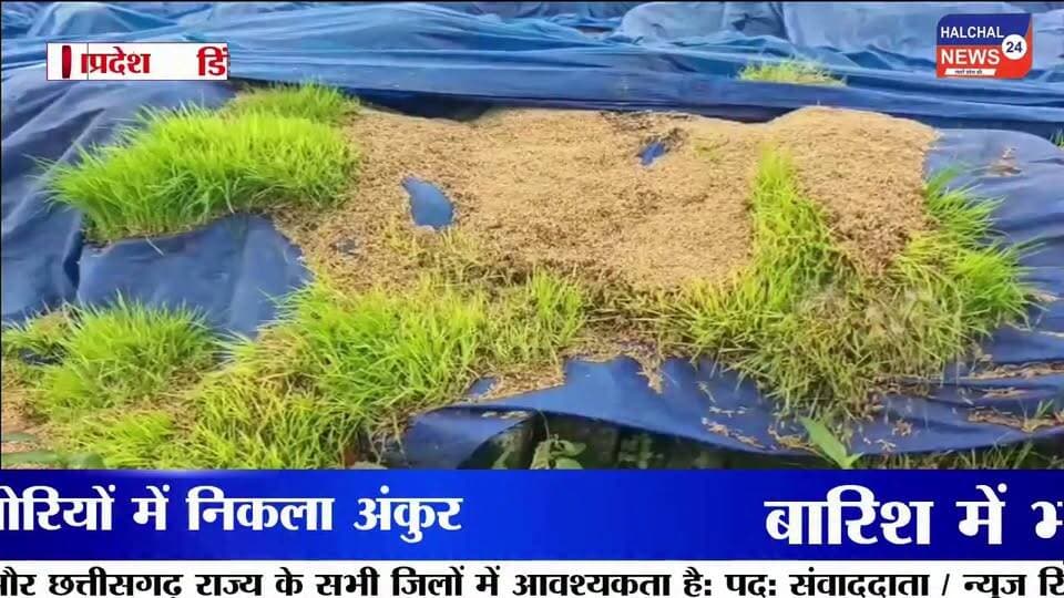 पानी में सड़ा हजारों क्विंटल सरकारी धान, खुले स्टेक में उगी फसल लाखों के नुकसान का दावा
डिंडौरी जिले के वेयर हाउस निगवानी में खुले में रखी सरकारी धान के बारिश में भीगकर खराब होने का मामला सामने आया है। यहां ओपन स्टेक में रखी कई बोरियां सड़ चुकी हैं, जबकि कुछ बोरियों में धान के अंकुर निकल आए हैं। बड़ी मात्रा में अनाज खराब होने से सरकारी संपत्ति को लाखों रुपये के नुकसान की आशंका जताई जा रही है।
जानकारी के मुताबिक वेयर हाउस में करीब 75 ओपन स्टेक बनाए गए हैं, जिनमें प्रत्येक स्टेक में लगभग 300 बोरी धान रखी गई है। मजदूरों के अनुसार करीब 15 हजार बोरियां खराब होने की बात सामने आई है। हालांकि नुकसान की वास्तविक मात्रा और आर्थिक क्षति का आधिकारिक आकलन अभी सामने आना बाकी है।
खराब और सही धान की हो रही छंटाई
बारिश के बाद अब मजदूर खराब और उपयोग योग्य धान को अलग-अलग करने में जुटे हैं। छंटाई के बाद जो धान उपयोग योग्य बच रही है, उसे मिलों तक भेजा जा रहा है। वहीं बड़ी संख्या में सड़ी और अंकुरित धान सरकारी अनाज के रखरखाव की व्यवस्था पर गंभीर सवाल खड़े कर रही है।
बारिश के मौसम में खुले में क्यों रखा गया अनाज?
सबसे बड़ा सवाल यह है कि बारिश के मौसम में इतनी बड़ी मात्रा में सरकारी धान को खुले स्टेक में रखने की नौबत क्यों आई? अनाज को बारिश और नमी से बचाने के पर्याप्त इंतजाम क्यों नहीं किए गए? और जब धान खराब होने लगी तो जिम्मेदार अधिकारियों ने समय रहते इसकी रोकथाम के लिए क्या कदम उठाए?
मामले में जिम्मेदारी तय करने और नुकसान का वास्तविक आकलन किए जाने की जरूरत है। यदि लापरवाही सामने आती है तो संबंधित जिम्मेदारों पर कार्रवाई की मांग भी उठ सकती है।
फिलहाल निगवानी वेयर हाउस में धान की छंटाई जारी है। अब निगाह प्रशासन की जांच और इस बात पर है कि सरकारी अनाज की बर्बादी के लिए जिम्मेदारी किसकी तय होती है।
#DindoriNews
#PaddyWastage
#MPNews
#GovernmentGrain
#Halchal24News Part 6