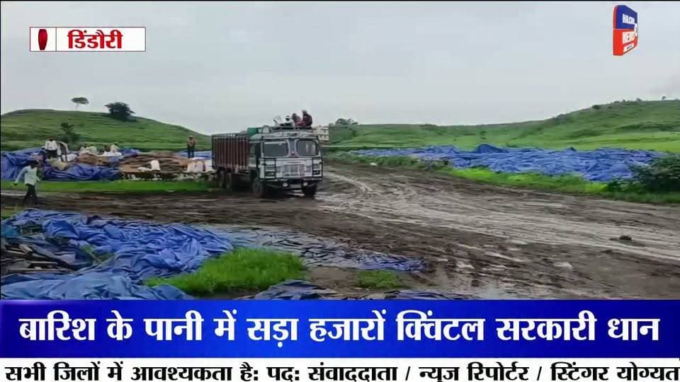पानी में सड़ा हजारों क्विंटल सरकारी धान, खुले स्टेक में उगी फसल लाखों के नुकसान का दावा
डिंडौरी जिले के वेयर हाउस निगवानी में खुले में रखी सरकारी धान के बारिश में भीगकर खराब होने का मामला सामने आया है। यहां ओपन स्टेक में रखी कई बोरियां सड़ चुकी हैं, जबकि कुछ बोरियों में धान के अंकुर निकल आए हैं। बड़ी मात्रा में अनाज खराब होने से सरकारी संपत्ति को लाखों रुपये के नुकसान की आशंका जताई जा रही है।
जानकारी के मुताबिक वेयर हाउस में करीब 75 ओपन स्टेक बनाए गए हैं, जिनमें प्रत्येक स्टेक में लगभग 300 बोरी धान रखी गई है। मजदूरों के अनुसार करीब 15 हजार बोरियां खराब होने की बात सामने आई है। हालांकि नुकसान की वास्तविक मात्रा और आर्थिक क्षति का आधिकारिक आकलन अभी सामने आना बाकी है।
खराब और सही धान की हो रही छंटाई
बारिश के बाद अब मजदूर खराब और उपयोग योग्य धान को अलग-अलग करने में जुटे हैं। छंटाई के बाद जो धान उपयोग योग्य बच रही है, उसे मिलों तक भेजा जा रहा है। वहीं बड़ी संख्या में सड़ी और अंकुरित धान सरकारी अनाज के रखरखाव की व्यवस्था पर गंभीर सवाल खड़े कर रही है।
बारिश के मौसम में खुले में क्यों रखा गया अनाज?
सबसे बड़ा सवाल यह है कि बारिश के मौसम में इतनी बड़ी मात्रा में सरकारी धान को खुले स्टेक में रखने की नौबत क्यों आई? अनाज को बारिश और नमी से बचाने के पर्याप्त इंतजाम क्यों नहीं किए गए? और जब धान खराब होने लगी तो जिम्मेदार अधिकारियों ने समय रहते इसकी रोकथाम के लिए क्या कदम उठाए?
मामले में जिम्मेदारी तय करने और नुकसान का वास्तविक आकलन किए जाने की जरूरत है। यदि लापरवाही सामने आती है तो संबंधित जिम्मेदारों पर कार्रवाई की मांग भी उठ सकती है।
फिलहाल निगवानी वेयर हाउस में धान की छंटाई जारी है। अब निगाह प्रशासन की जांच और इस बात पर है कि सरकारी अनाज की बर्बादी के लिए जिम्मेदारी किसकी तय होती है।
#DindoriNews
#PaddyWastage
#MPNews
#GovernmentGrain
#Halchal24News Part 2