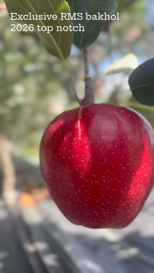🍎 GALA को भी टक्कर देने आ गईं NEW & TOP-CLASS APPLE VARIETIES! 🔥
Gala ने बाजार में अपनी मजबूत पहचान बनाई है, लेकिन RMS Bakhol में अब ऐसी नई और टॉप-क्लास varieties मौजूद हैं, जो colour, size, shape, taste और market potential के मामले में Gala को भी कड़ी टक्कर देने का दम रखती हैं।
ये कोई आम varieties नहीं हैं—
ये हैं next-generation apples, जिन्हें आने वाले समय के बाजार को ध्यान में रखकर चुना गया है।
🔥 NEW
🔥 EXCLUSIVE
🔥 TOP CLASS
🔥 MARKET ORIENTED
अगर आप अपने high-density orchard के लिए सिर्फ आज नहीं, बल्कि आने वाले 10–15 साल के बाजार को ध्यान में रखकर variety selection करना चाहते हैं, तो इन नई varieties को जरूर देखें।
Gala आज मजबूत है…
लेकिन अगली कहानी कौन लिखेगा?
RMS Bakhol में शायद उस कहानी की शुरुआत हो चुकी है। 🍎🔥
#RMSBakhol #NewAppleVarieties #TopClassApple #GalaApple #AppleVarieties #HimachalApple #HighDensityApple #AppleGrowers #FutureOfApple