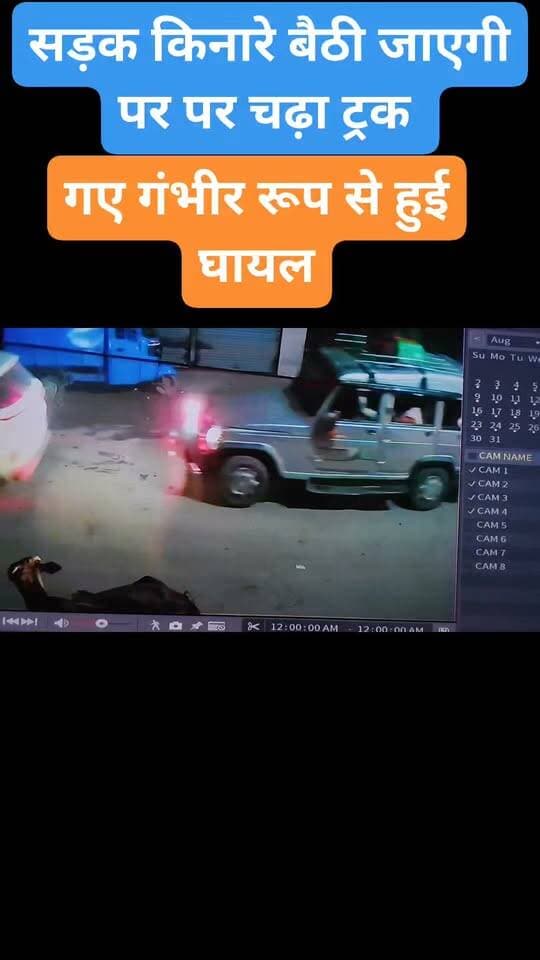 लालडिग्गी में बीती रात सड़क किनारे बैठी गाय के पैर पर चढ़ा ट्रक सीसीटीवी कैमरे में कैद हुई घटना