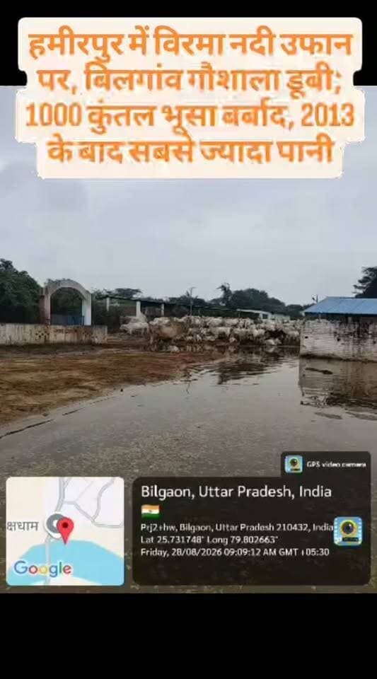 हमीरपुर में विरमा नदी उफान पर, बिलगांव गौशाला डूबी; 1000 कुंतल भूसा बर्बाद, 2013 के बाद सबसे ज्यादा पानी