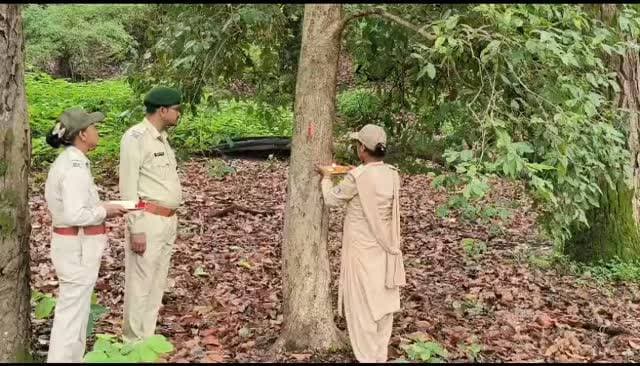 बांधवगढ़ टाईगर रिजर्व में अनोखा रक्षाबंधन मनाया गया जंहा पेड़ो को महिला वन रक्षकों ने बांधी राखी