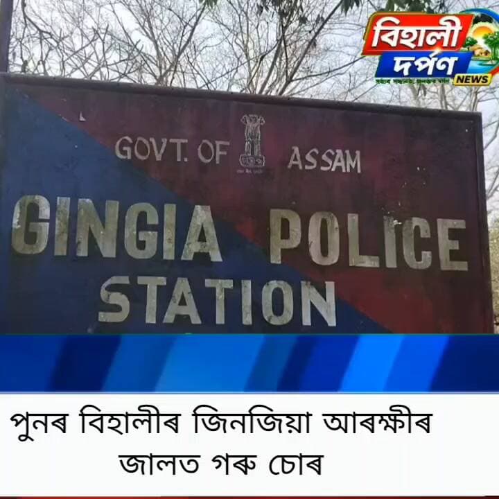 জিনজিয়া আৰক্ষীৰ জালত পুনৰ গৰু চোৰ, এইবাৰ ৰাইজৰ ৰোষত গৰুচোৰ*✅✅✅#behalidarpan