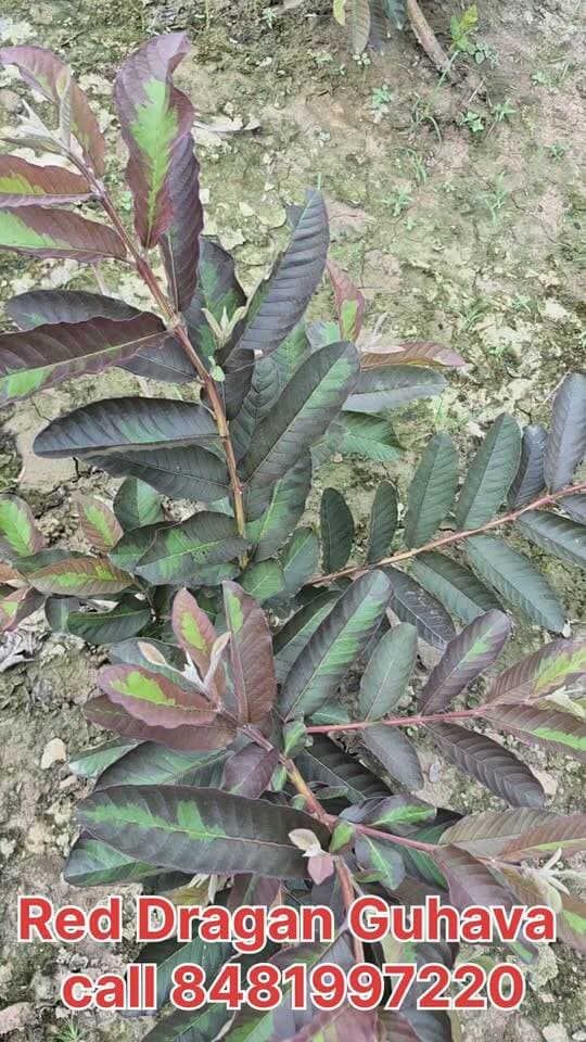 রেড ড্রাগন পেয়ারা পশ্চিমবাংলার সবথেকে দামি পেয়ারা