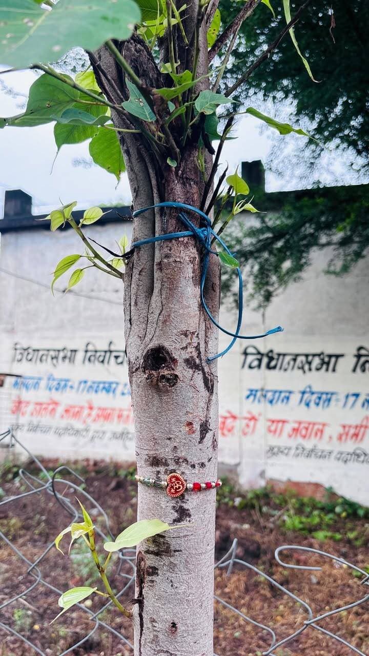 🌳🎀 रक्षाबंधन पर प्रकृति संरक्षण का संदेश 🎀🌳
रक्षाबंधन पर्व के अवसर पर जनपद पंचायत आष्टा परिसर में पेड़ों को राखी बांधकर प्रकृति एवं पर्यावरण संरक्षण का संकल्प लिया गया।
इस अवसर पर जनपद कार्यालय की पूरी टीम** उपस्थित रही। 🌿💚
आइए, इस रक्षाबंधन प्रकृति की रक्षा का भी संकल्प लें। 🙏
#रक्षाबंधन #प्रकृति_संरक्षण #पर्यावरण_संरक्षण #जनपद_पंचायत_आष्टा #SaveEnvironment #RakshaBandhan