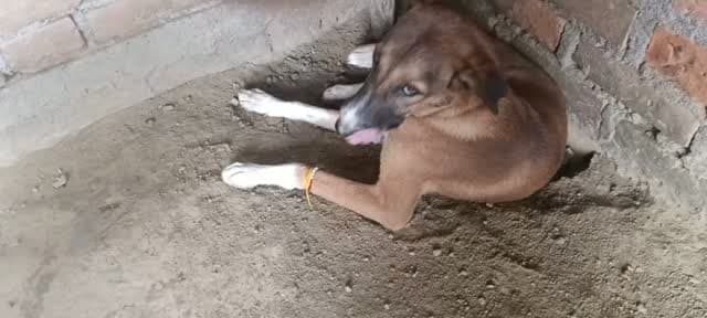 कौन कहता है कि बेजुबान कुछ जानते या समझते नहीं…? ❤️🐾
जो ऐसा सोचता है, शायद वह बेजुबानों के दिल को समझ ही नहीं पाया। सच तो यह है कि बेजुबान भी बहुत कुछ जानते हैं, बहुत कुछ समझते हैं और सबसे बढ़कर भावनाओं को महसूस करते हैं। बस जरूरत होती है उन्हें समझने वाली नजर और प्यार भरे दिल की। ❤️
मेरे पास भी एक प्यारा सा पीहू है। 🥰
पीहू घर के हर सदस्य को पहचानता है, सबकी आवाज समझता है और घर में होने वाली हर छोटी-बड़ी गतिविधि पर अपनी नजर रखता है। घर में जो बनता है, बड़े प्यार से खाता है और जब कोई त्योहार आता है तो उसकी खुशी भी देखने लायक होती है। 🎉❤️
पीहू सिर्फ एक बेजुबान नहीं, बल्कि हमारे परिवार का एक प्यारा सा सदस्य है। उसकी मासूमियत, उसका अपनापन और बिना कुछ कहे सब समझ लेने की उसकी आदत दिल जीत लेती है।
कभी-कभी लगता है कि इंसानों से ज्यादा सच्ची भावनाएं तो इन बेजुबानों के अंदर होती हैं। ये बोल नहीं सकते, लेकिन प्यार जताना, अपनापन निभाना और रिश्तों को पहचानना बखू
