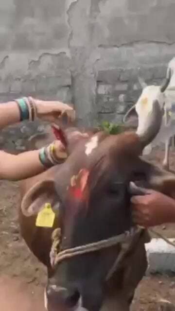 గోవులకు రక్షా బంధన్.,.