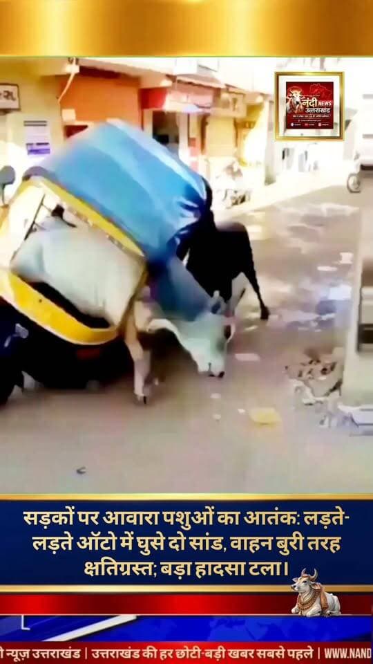आवारा पशुओं का आतंक सड़क पर लड़ते सांडों ने ऑटो को किया क्षतिग्रस्त, स्थानीय लोगों ने की प्रशासन से हस्तक्षेप की मांग।
सोशल मीडिया पर एक वीडियो तेजी से वायरल हो रहा है, जिसने शहर की सड़कों पर घूम रहे आवारा पशुओं की समस्या को एक बार फिर गरमा दिया है। वायरल वीडियो में देखा जा सकता है कि व्यस्त सड़क के बीचों-बीच दो सांड आपस में बुरी तरह लड़ रहे हैं। लड़ते-लड़ते वे अनियंत्रित होकर सड़क किनारे खड़े एक ऑटो रिक्शा में जा घुसे, जिससे ऑटो बुरी तरह क्षतिग्रस्त हो गया। गनीमत रही कि हादसे के वक्त ऑटो में कोई सवारी मौजूद नहीं थी, वरना एक बड़ा हादसा हो सकता था।
स्थानीय निवासियों और राहगीरों का कहना है कि इन लावारिस जानवरों के कारण शहर में रोजाना कई छोटे-बड़े हादसे हो रहे हैं, जिससे न सिर्फ वाहनों को नुकसान पहुंच रहा है बल्कि लोगों की जान पर भी बन आ रही है। जनता ने नगर निगम और स्थानीय प्रशासन से इस गंभीर समस्या का तुरंत संज्ञान लेने और सड़कों से आवारा पशुओं को हटाने के लिए कड़े कदम उठाने की अपील की है।
"उत्तराखंड की हर बड़ी खबर सबसे पहले पाने के लिए Nandi News Uttarakhand को Follow करें।"
#Uttarakhand #Dehradun #NandiNews #BreakingNews #UttarakhandNews #Haridwar #viralvideo
