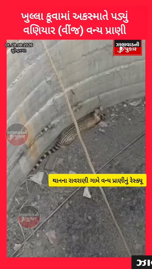 રાવરાણી ગામે ખુલ્લા કૂવામાં પડેલા વણિયાર (વીંજ)નું વન વિભાગ અને જીવદયા પ્રેમીઓએ સફળ રેસ્ક્યૂ કર્યું. પ્રાથમિક સારવાર બાદ વન્ય પ્રાણીને સુરક્ષિત રીતે કુદરતી વાતાવરણમાં મુક્ત કરાયું. 🐾🌿
#Surendranagar #Thangadh #Ravorani #WildlifeRescue #VanVibhag