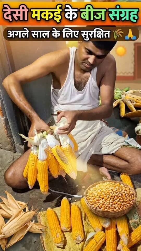 🌽 देसी मकई के बीज संग्रह 🌱
प्राकृतिक रूप से तैयार बीज अगले साल बोने के लिए सुरक्षित रखे जा रहे हैं। 🌾🙏#प्राकृतिक #मक्काबीज #संग्रह #farminglifetrending_reels_💸kisan_desi🧒_👳❤️ #shortreelvideo🙏❤️ Yogendra Prajapati