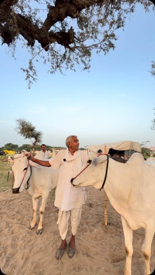 🐂 #परबतसर पशु मेले में किसान ने खोली व्यवस्थाओं की पोल!
किसान ने मेला कमेटी पर सवाल उठाते हुए कहा—“मेला मैदान में मेला कमेटी की ओर से कोई व्यवस्था ही नहीं है।” आखिर क्या-क्या परेशानियां झेलनी पड़ रही हैं किसान? 🎤