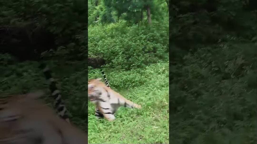 #tiger