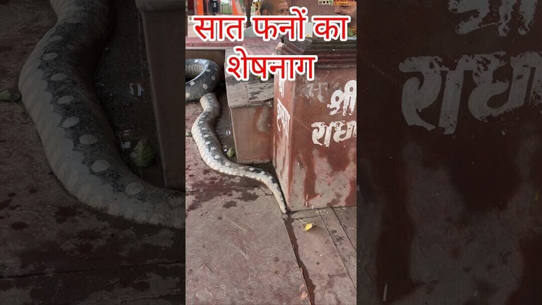 यमुना किनारे मिला शेषनाग #shorts #treding #shrikrishanjamashtami2026 #janamastmigokulyamunapaar