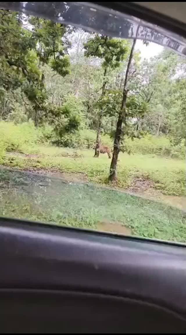 घुंनघुटी के जंगल मे राहगीरों को दिखा बाघ..