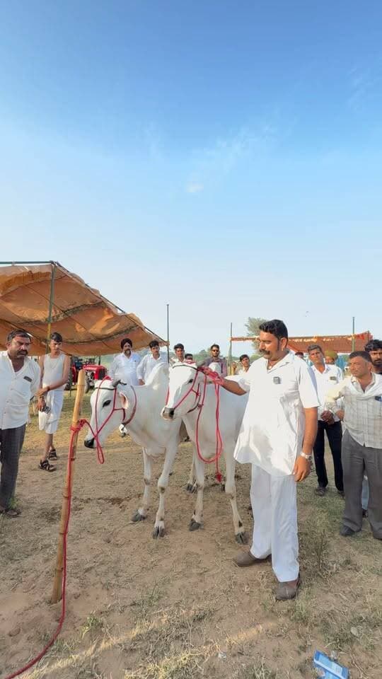 22 लाख रुपये की ‘लव-कुश’ बैल जोड़ी ❤️🐂
सुंदरता में राजस्थान में प्रथम, परबतसर पशु मेले में पहुँची। 🔥🏆
किसान बोला—विधायक का चुनाव लड़ लो या बैलों की जोड़ी पाल लो, मेहनत दोनों में बराबर है! 💪🐂