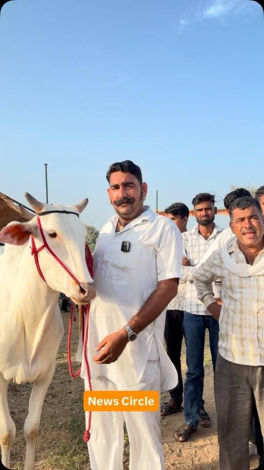 🐂 नागौर के जायल से 7 लाख का ‘शाही बैल’ पहुंचा परबतसर पशु मेले में! 🔥
महीने का खर्च भी लाखों में 💰, नागौरी नस्ल का ये शानदार बैल दिखने में किसी अंग्रेजी नस्ल से कम नहीं! 👀 इसकी अनोखी आंखें और दमदार कद-काठी इसे बाकी बैलों से बिल्कुल अलग बनाती है। 😍
🌰 बादाम-काजू है इसकी खुराक!
🐂 कीमत सुनकर रह जाएंगे हैरान—पूरे 7 लाख रुपये!
परबतसर पशु मेले का सबसे खूबसूरत और शाही बैल—देखिए इसकी एक झलक! 🔥🐂