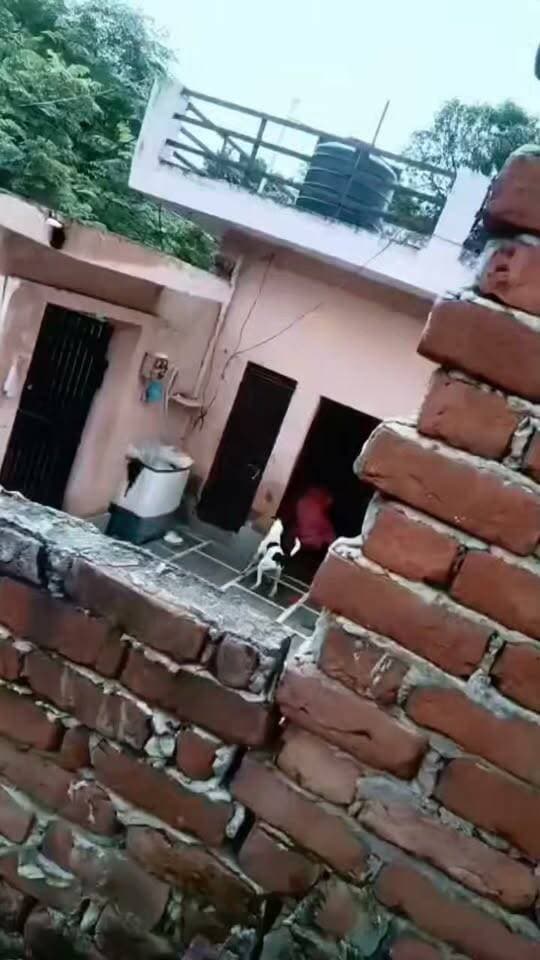 अवैध संबंधों का विरोध पड़ा भारी, पत्नी ने गला घोंटकर की पति की हत्या
उत्तर प्रदेश के बुलंदशहर में सनसनीख़ेज मामला सामने आया है, जहां एक महिला ने अपने पति की गमछे से गला दबाकर मौत के घाट उतार दिया. इस घटना का ये वीडियो भी सोशल मीडिया पर तेजी से वायरल हो रहा है.
जिसमें महिला अपने पति को ज़मीन पर गिराकर बुरी तरह पीटते हुए दिखाई दे रही है. पुलिस ने आरोप महिला को गिरफ्तार कर जेल भेज दिया है. आगे की विधिक कार्रवाई की जा रही है.
ये घटना बुलंदशहर के कोतवाली नगर क्षेत्र में स्थित गाँव बहलीमपुरा की है जहां प्रीति नाम की महिला ने अपने पति कृष्ण कुमार को गमछे से गला दबाकर मौत के घाट उतार दिया. प्रीति की शादी कृष्ण कुमार से नवंबर 2010 में हुई थी. दोनों की तीन बच्चे दो बेटे एक बेटी हैं. कृष्ण कुमार खेती और पशुपालन का काम किया करता था. दोनों के बीच अक्सर झगड़ा हुआ करता था.
परिजनों ने पत्नी पर लगाए गंभीर आरोप
कृष्ण कुमार की मां का आरोप है कि हत्या के बाद प्रीति ने इस घटना का सामान्य दिखाने की कोशिश की और वो उसका अंतिम संस्कार कराना चाहती थी. लेकिन, रिश्तेदारों को शक हुआ तो उन्होंने पूरे मामले की जानकारी पुलिस को दे दी. पुलिस ने पीड़ित परिवार की शिकायत पर प्रीति के ख़िलाफ़ मुकदमा दर्ज कर उसे गिरफ्तार कर लिया.
पुलिस ने शव को कब्जे में लेकर पोस्टमार्टम के लिए भेजा तो पूरे मामले का खुलासा हो गया. पोस्टमार्टम में कृष्ण कुमार की दम घुटने से हत्या की पुष्टि हो गई. पुलिस ने जब आरोपी प्रीति से पूछताछ की तो उसने भी क़बूल कर लिया कि उसका पति अक्सर शराब पीकर उसके साथ मारपीट करता था. वारदात वाले दिन भी उसका इसी बात लेकर पति से विवाद हुआ था. जिसके बाद उसने पति की गला दबाकर हत्या कर दी.
अवैध संबंधों के चलते ली जान
वहीं मृतक के परिजनों का आरोप है कि प्रीति के किसी से अवैध संबंध थे और वो अक्सर उससे फोन पर बातें किया करती थी और पति इस बात का विरोध करता था. जिसकी वजह से ही उसने पति की गला दबाकर हत्या की है.
दूसरी तरफ एक वीडियो भी सोशल मीडिया पर वायरल हो रहा है जिसमें प्रीति अपने पति कृष्ण कुमार को जमीन पर गिरा कर मारपीट करती दिखी रहे हैं. ये वीडियो हत्या से कुछ दिन पहले का बताया जा रहा है. पुलिस इस मामले में आगे की विधिक कार्रवाई में जुट गई है.