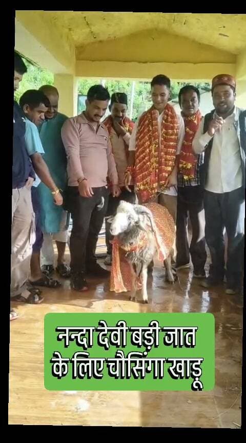 चमोली जनपद के कुरुड़ मन्दिर से शुरू होने वाले श्री नन्दा देवी बड़ी जात के लिए चौसिंगा खाड़ू तैयार है