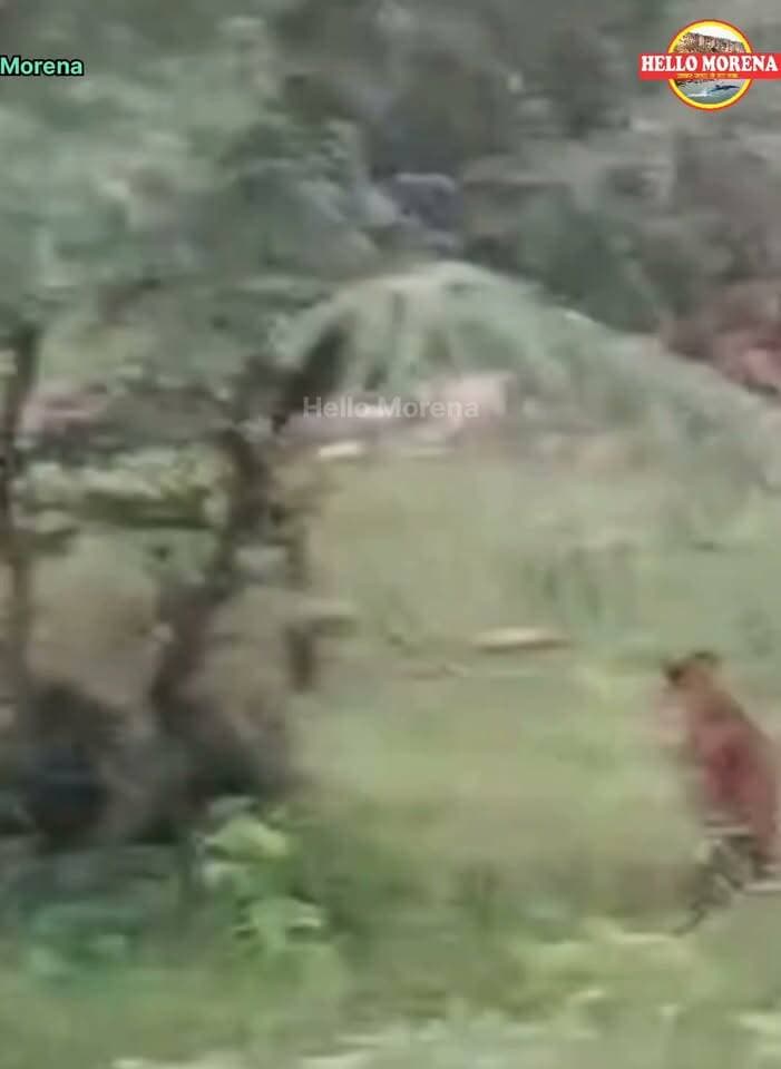 कूनों से पहाड़गढ़ के जंगल तक पहुंचे चीते? ईश्वरा महादेव के दर्शन कर लौट रहे लोगों ने कैमरे में किये कैद👇
हालांकि वीडियो क्वालिटी हल्की होने के कारण फिलहाल यह स्पष्ट नहीं हो सका है कि ये चीते हैं अथवा तेंदुआ।