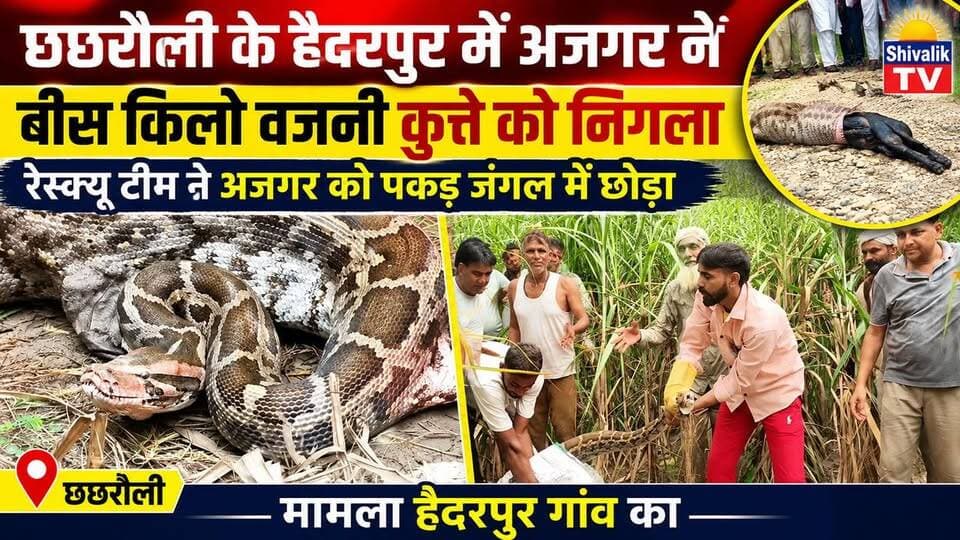 छछरौली के हैदरपुर में विशालकाय अजगर ने कुत्ते को निगला
#hr71 #Sadora #AkramKhan #yamunanagar #jagadhri #haryana #snacks