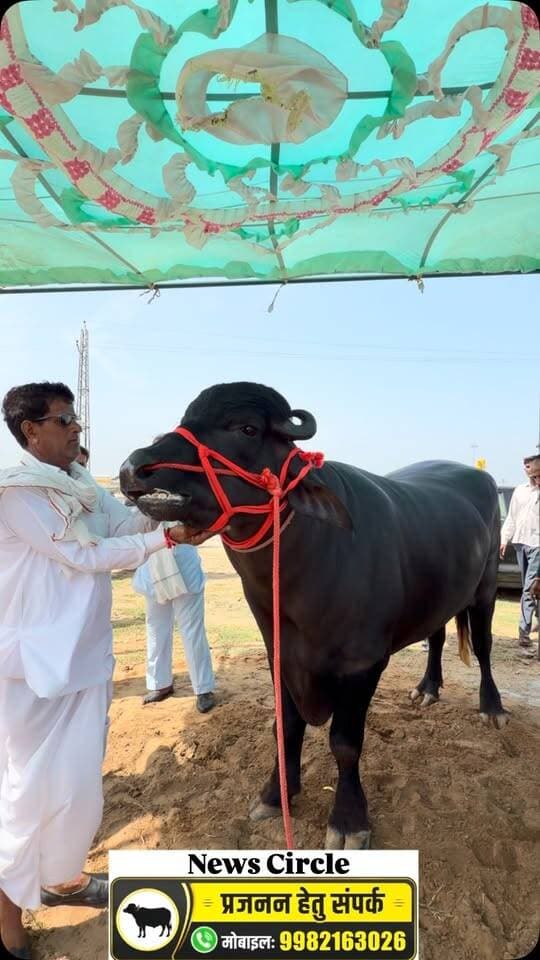 🔥 #परबतसर का किसान भी किसी से कम नहीं! बरनेल गांव का 9 क्विंटल का मुर्रा भैंसा ₹34 लाख की बोली, ब्रीडिंग के लिए पाला गया ये बाहुबली 🐃#parbatsar