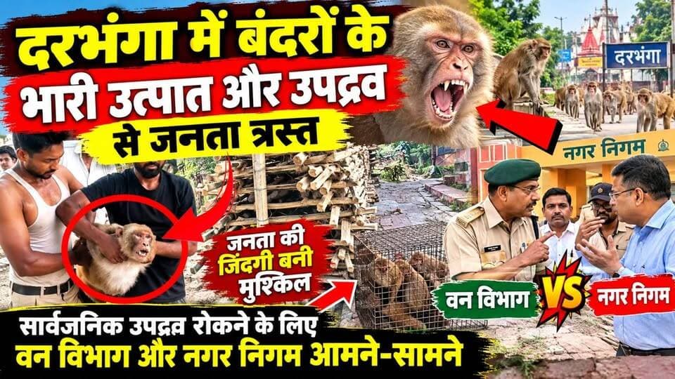 #दरभंगा में #बंदरों के #भारी_उत्पात और #उपद्रव से जनता त्रस्त सार्वजनिक उपद्रव रोकने के लिए वन विभाग और नगर निगम आमने-सामने
#darbhangabreakingnews #biharnewstoday #DarbhangaNews #CrimeNewsBihar #AttackNews #timestodaybihar