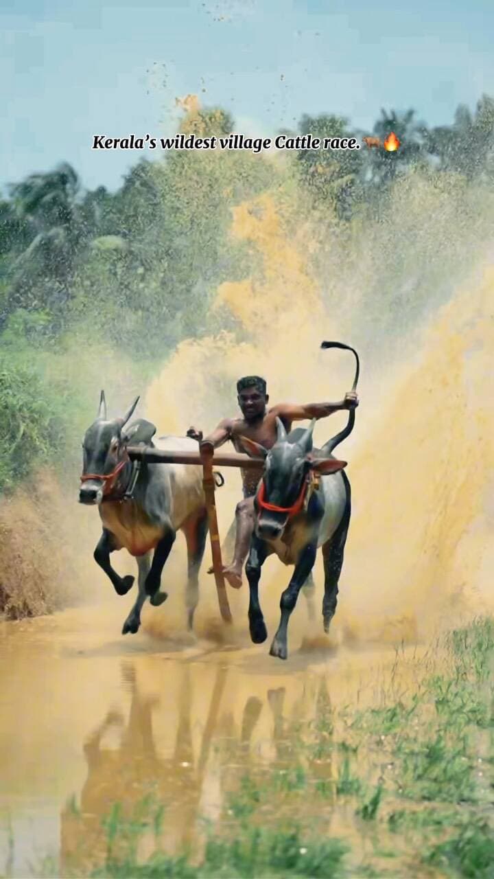 Kerala’s wildest village tradition 🐂🔥
Not just a race — it’s speed, strength, and centuries-old tradition coming alive!
The crowd, the energy, the roar… Kerala knows how to turn a village race into a festival. ❤️🌴
Would you dare to watch this from the front row? 👀🔥
#kerala #cattlerace #reels #trending #keralatourism