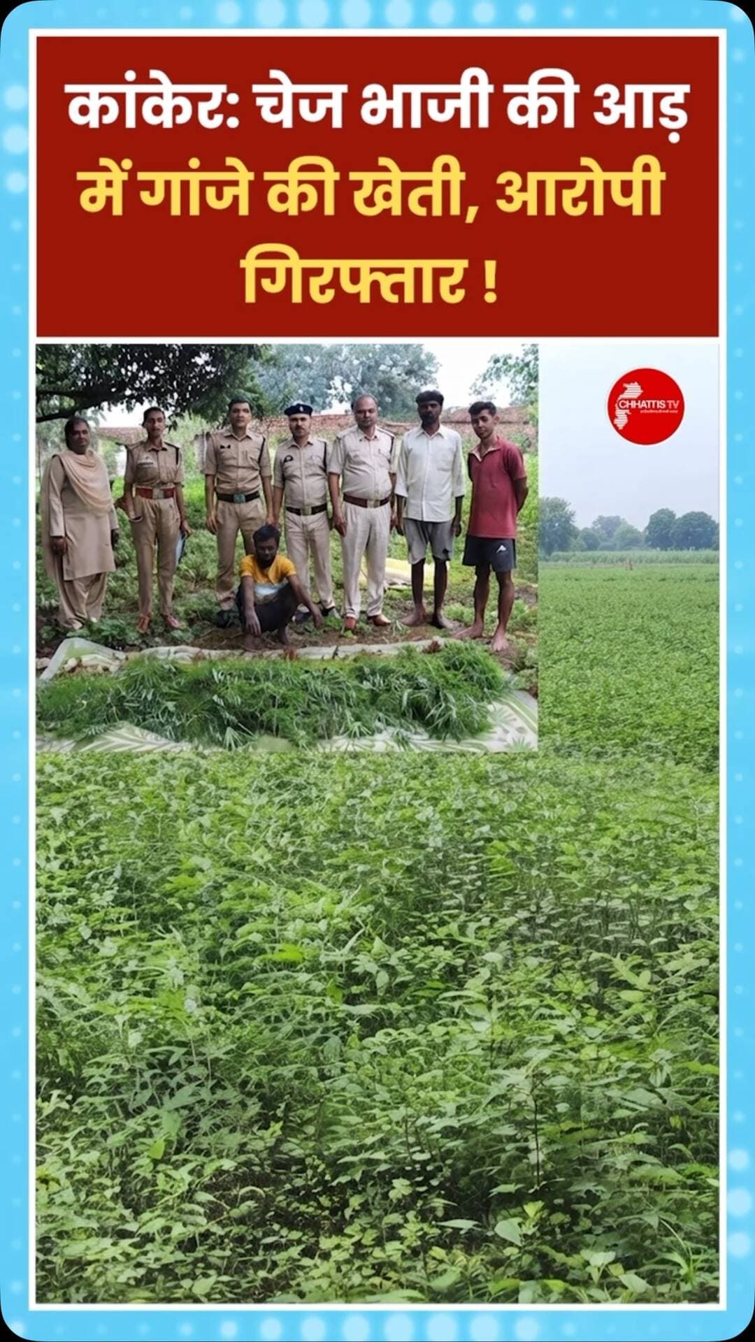 कांकेर जिले के भानुप्रतापपुर क्षेत्र में पुलिस ने अवैध गांजा खेती के खिलाफ बड़ी कार्रवाई करते हुए एक खेत से 844 गांजे के पौधे जब्त किए हैं। आरोपी ने अरहर और चेंच भाजी की फसल के बीच गांजे के पौधे उगाकर पुलिस की नजरों से बचने की कोशिश की थी। पुलिस ने आरोपी किसान सुभाष कोरेटी को गिरफ्तार कर लिया है।