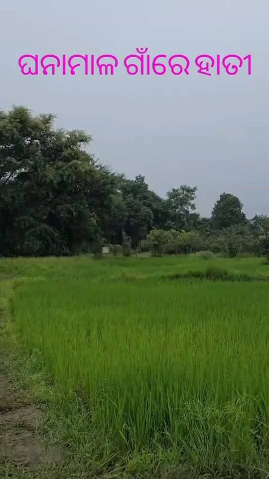 ଘେଁସ ବନଖଣ୍ଡ ଅଧୀନରେ ଥିବା ଘନାମାଳ ଗାଁର ହାତୀ ଥିବା ସୂଚନା ମିଳୁଛି ରାତିରେ ଲୋକଙ୍କୁ ସତର୍କ ରହିବା ସହିତ ସଚେତନ କରିବା ପାଇଁ ଅନୁରୋଧ ।
👉 ସତର୍କ ରୁହନ୍ତୁ ସୁରକ୍ଷିତ ରୁହନ୍ତୁ