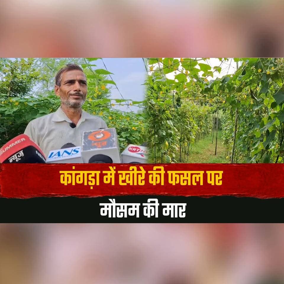 कांगड़ा में खीरे की फसल पर मौसम की मार
अच्छे बाजार भाव के बावजूद किसान मायूस
#Kangra #CucumberCrop #Farmers #HimachalPradesh #AgricultureNews #WeatherImpact #CropDamage #FarmerProblems #MarketPrice #HimachalNews #thesummernewshimachal