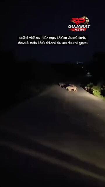ધારીના ગલધરા ખોડિયાર મંદિર નજીક સિંહોનું ટોળું કેમેરામાં કેદ, વનરાજની અવરજવરથી કુતૂહલ
