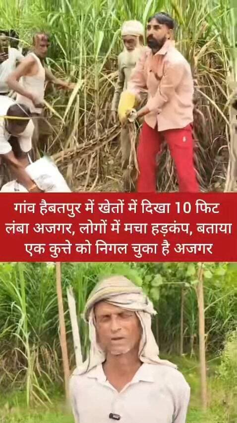 यमुनानगर के हैदरपुर गांव के खेतों दिखा करीब 10 फीट लंबा खतरनाक अजगर, आस पास के लोगों में मचा हड़कंप