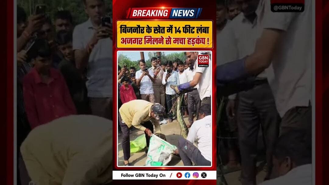 बिजनौर में 14 फीट लंबे अजगर का सुरक्षित रेस्क्यू किया गया#Bijnor #PythonRescue #WildlifeNews #UPNews