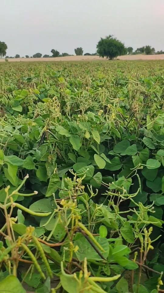 सब पानी का खेल है
#खाजूवाला #किसान #मूंगफली #मूंग #बारिश
