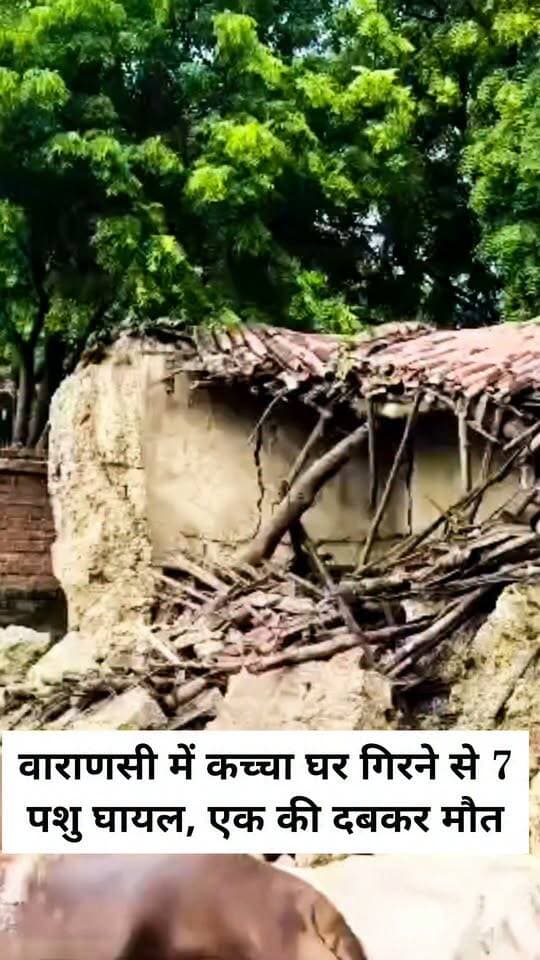 कच्चा घर गिरने से 7 पशु घायल, एक की दबकर मौत
सेवापुरी। जंसा थाना क्षेत्र के पतेरवा गांव में शनिवार को कच्चा मकान अचानक भरभराकर गिर गया। हादसे के समय मकान में बंधे पशुओं में से सात घायल हो गए, जबकि एक पशु की मलबे में दबने से मौत हो गई। घटना के बाद पीड़ित परिवार में अफरा-तफरी मच गई।
मिली जानकारी के अनुसार पतेरवा गांव निवासी सत्यम मिश्रा पशुपालन का कार्य कर अपनी आजीविका चलाते हैं। शनिवार को अचानक उनका कच्चा घर गिर गया, जिसके मलबे में कई पशु दब गए। आसपास के लोगों की मदद से मलबा हटाकर पशुओं को बाहर निकाला गया। हादसे में सात पशु घायल मिले, जबकि एक पशु की मौत हो गई।
पीड़ित ने घटना की जानकारी तत्काल पशु चिकित्सा अधिकारी, सेवापुरी को दी। सूचना मिलने के बाद राजस्व टीम भी मौके पर पहुंची और घटना का जायजा लेकर आवश्यक कार्रवाई में जुट गई।
#LETESTNEWS #LetestUpdate #letestअपडेट #VaranasiUpdate 👇👇