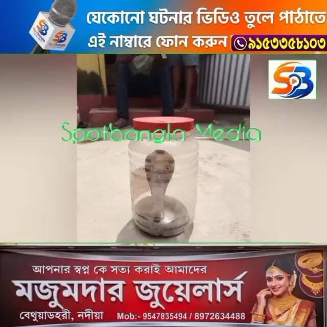 আবারো উদ্ধার করা হলো একটি গোখরো সাপ।