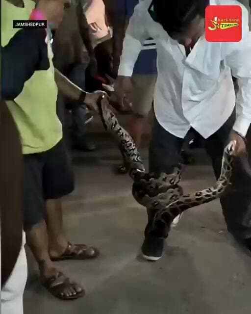 रेस्क्यू के दौरान स्नेक सेवर के पैर से ही लिपट गया भारी-भरकम अजगर!