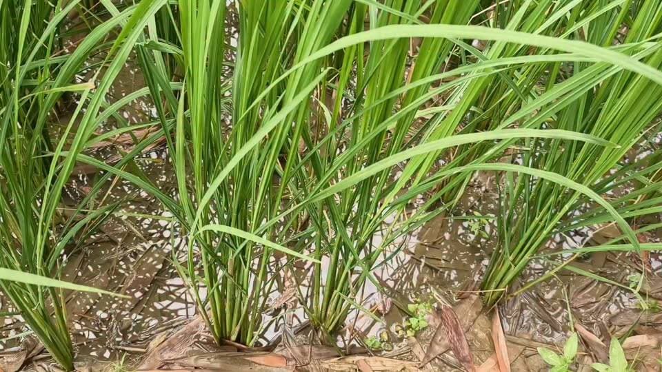 धान की फसल के साथ करें मखाना की खेती एक साथ होगी डबल पैदावार जान ले पूरी विधि